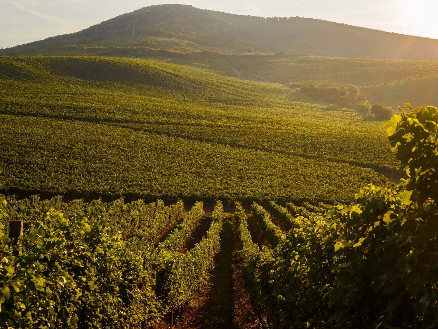 Vineyards of Chateau Chizay in Zakarpattia, Ukraine.