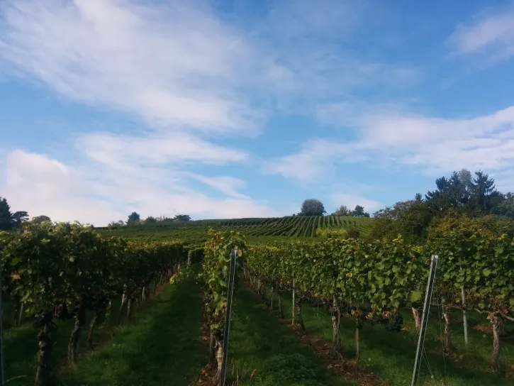 TODO: Add alternative text.