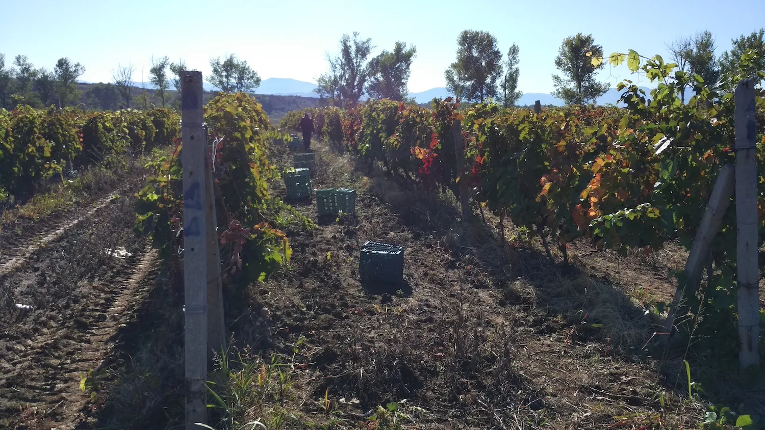 Vines in the sun with mountains in the background in Novi Izvor vineyard in Thracian Valley, Bulgaria 🇧🇬.