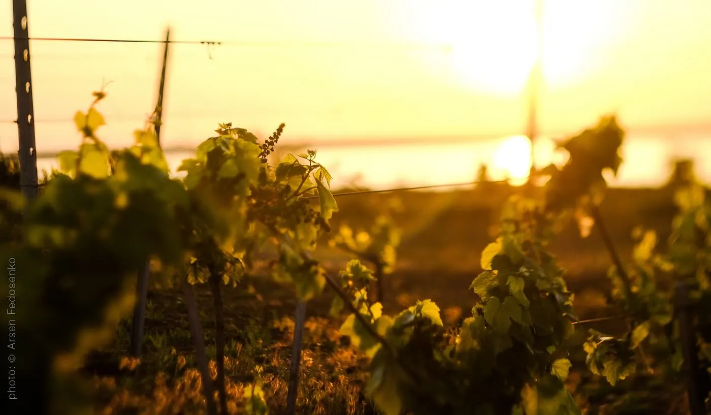 Photo of sunset over Beykush vineyards by Arsen Fedosenko.