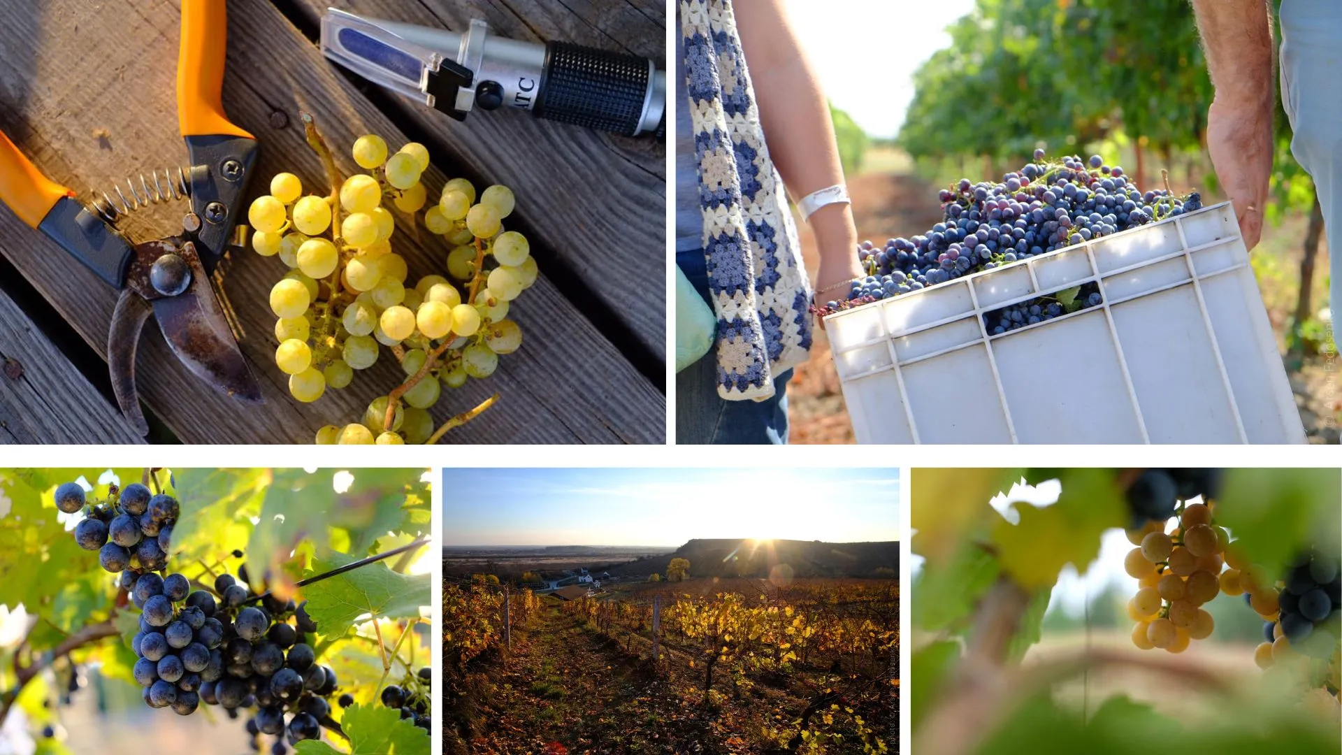 A collage of 5 vineyard and grape photos by Arsen Fedosenko.